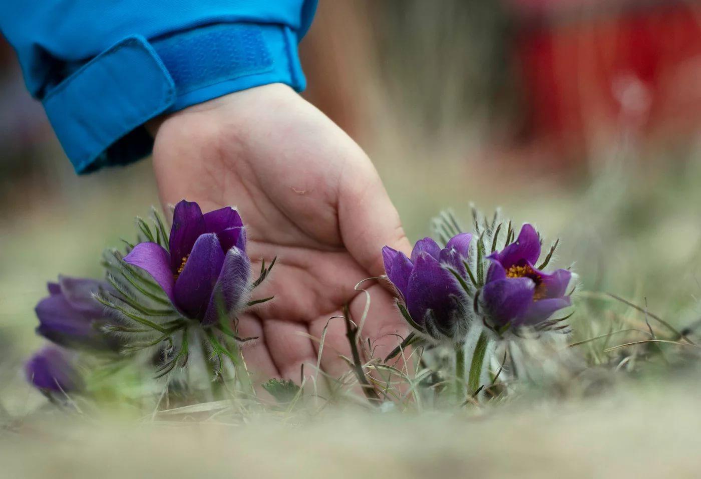 Дети собирают цветы