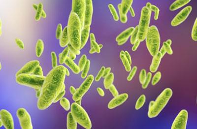 Бруцеллез под микроскопом