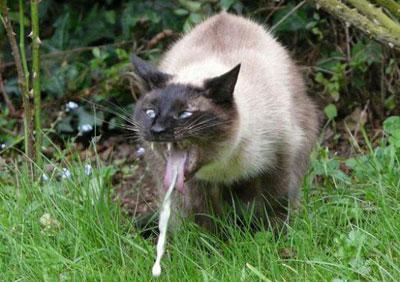 Рвота у кота