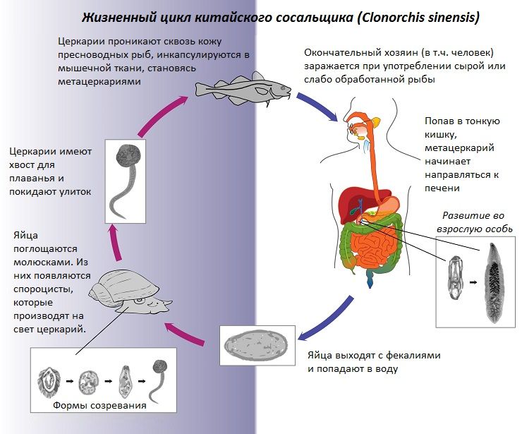 jiznennuy_cykl_kitayskogo_sosalschika.jpg