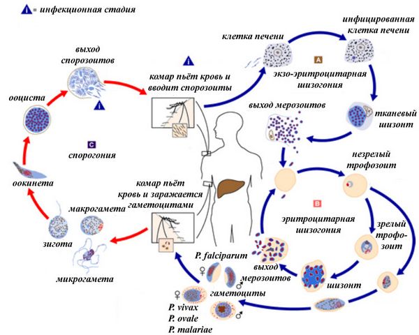 kak-zhivjot-i-razvivaetsja-maljarijnyj-plazmodij_2.jpg