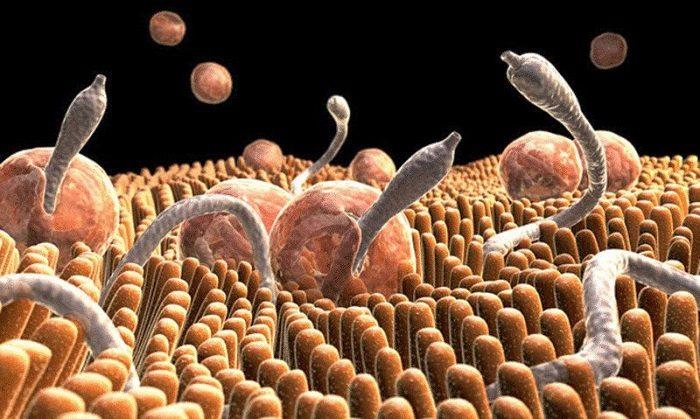 Очистка организма от паразитов