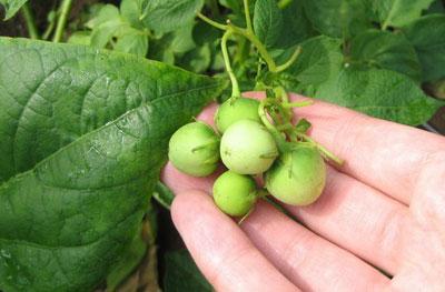 Плоды и листья картофеля