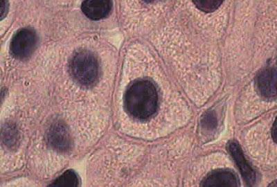 Клетки печени