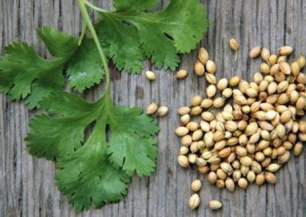 Кинза и кориандр