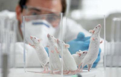 Лабораторные мыши