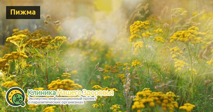 lechenie-gelmintov-u-cheloveka-13.png