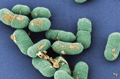 Листерии под микроскопом