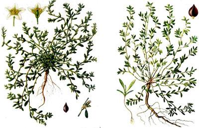 Трава спорыш