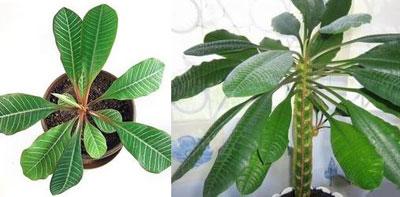 Растение молочай