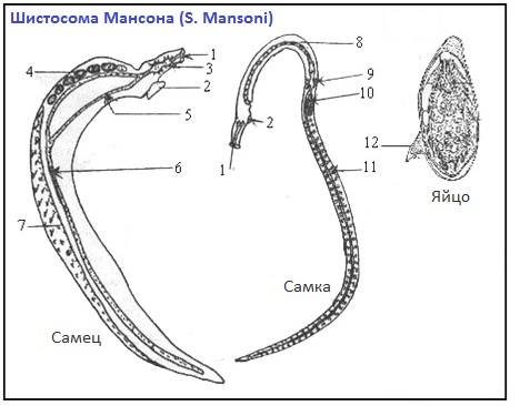 morfologiya_vzroslyh_shystosom.jpg