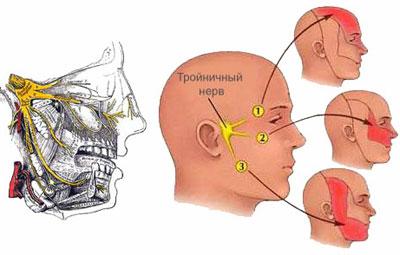 Местоположение троичного нерва