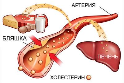 Обмен холестерина