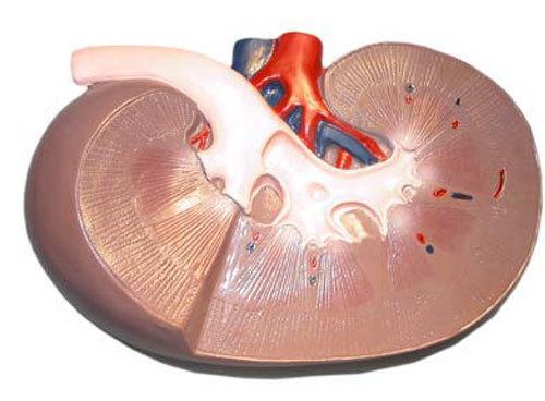 Острая почечная недостаточность