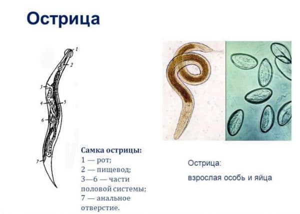 ostritsi-samka-i-samets-600x427.jpg