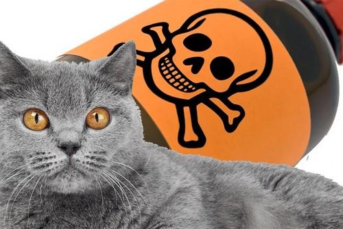 Отравление у кошек ядом