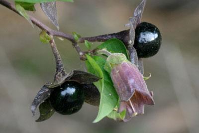 Цветок и плоды паслена