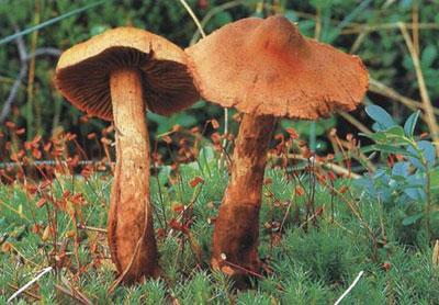 Гриб Паутинник