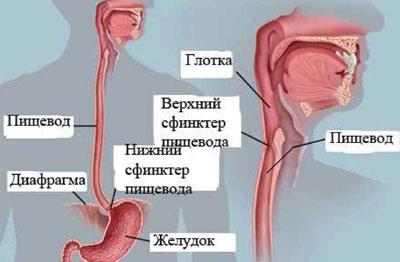 Пищевод человека