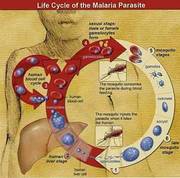 plasmodium-caractersticas-taxonoma-morfologa-ciclo-de-vida_2.jpg