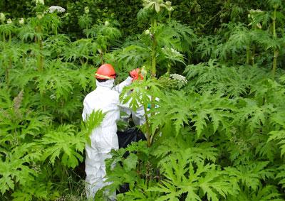 Высокие кусты борщевика