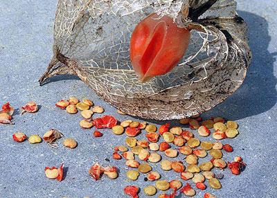 Семена физалиса