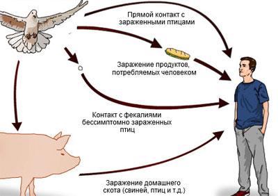Заражение сальмонеллезом