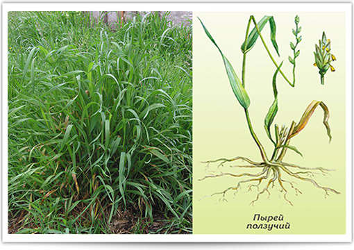 корень пырея