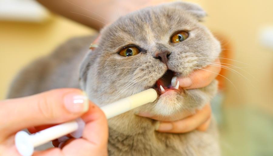 Кормление кошки с помощью шприца