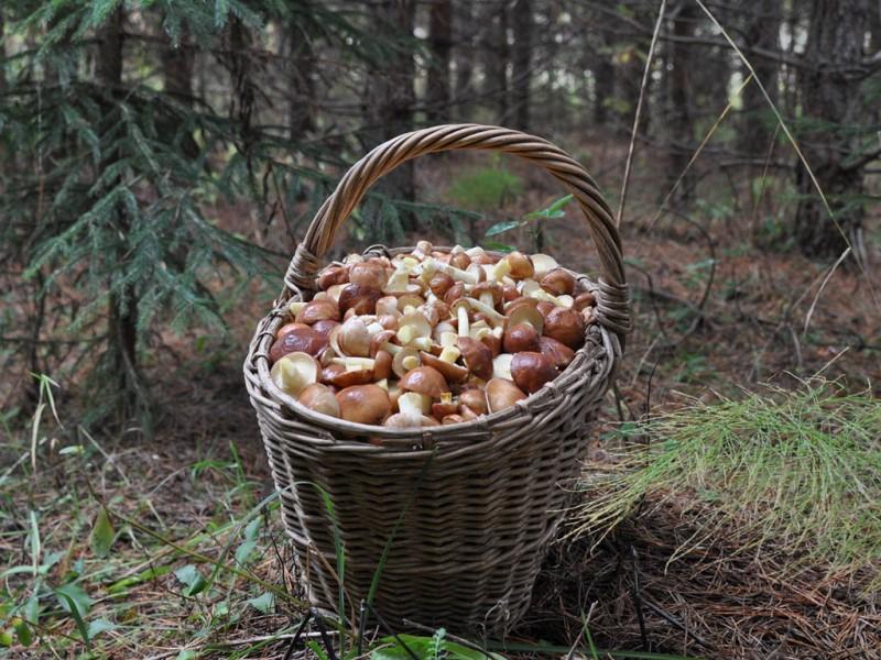 Сбор маслят