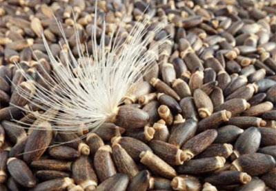 Семена расторопши