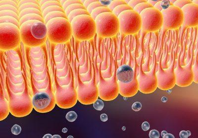 Повреждение мембран