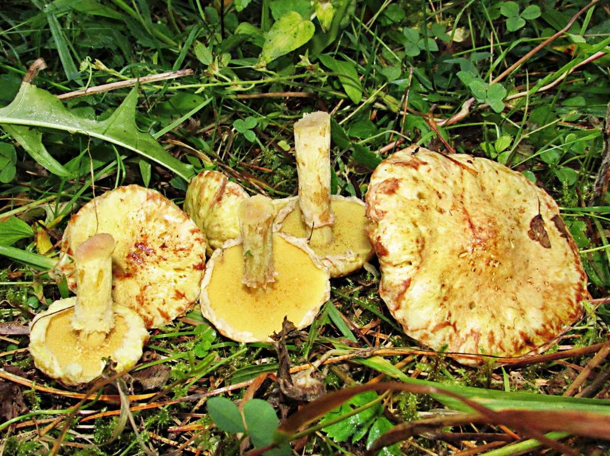 Сибирские маслята