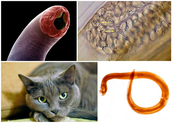 simptomy-glistov-u-koshek.jpg