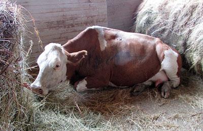 Больная корова