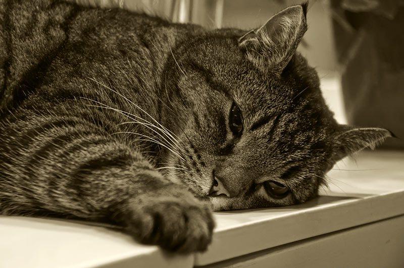 Слабость у кошки