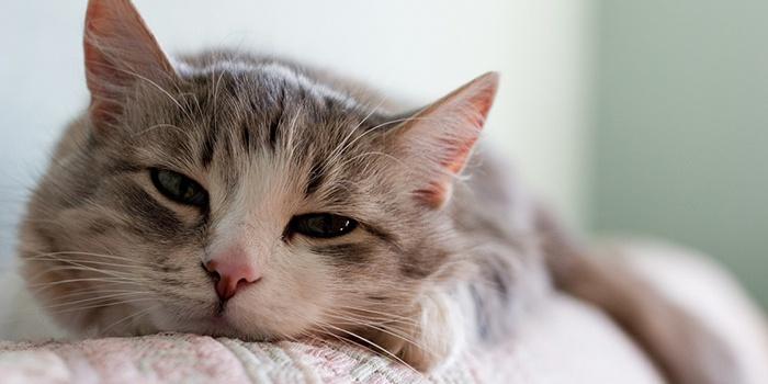 Слабость у кошки