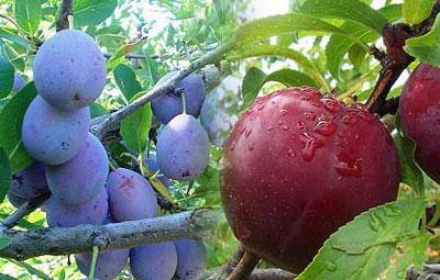 Сорта сливы