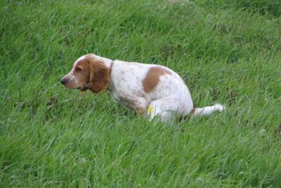 Понос у собаки