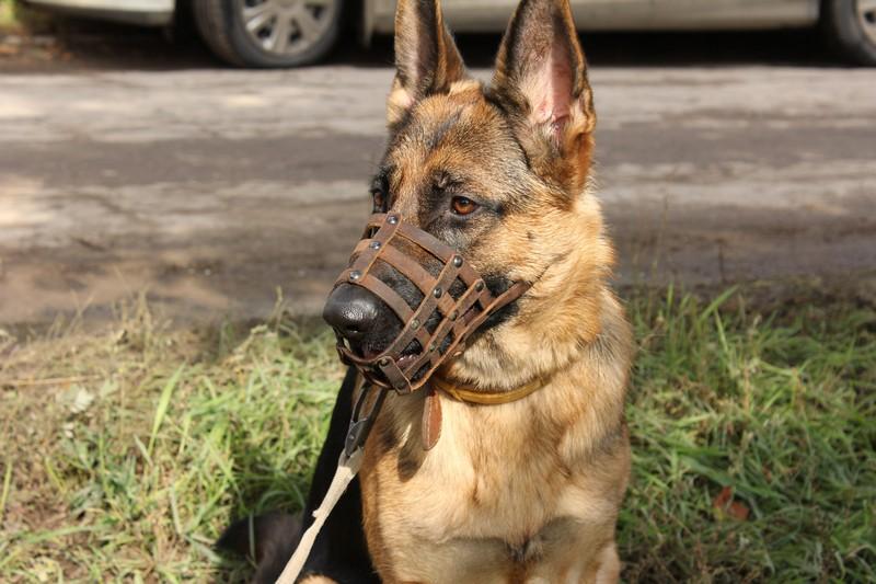 Собака в наморднике