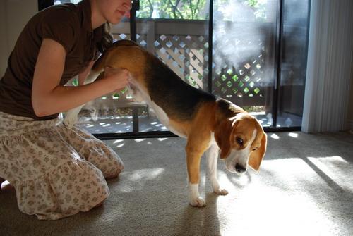 Клизма собаке дома