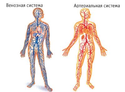 Кровеносная система человека
