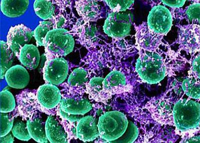 Стафилококк под микроскопом