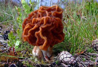 Строчок обыкновенный