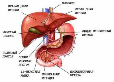 Строение печени