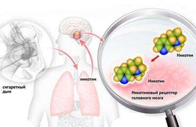 Действие никотина на организм