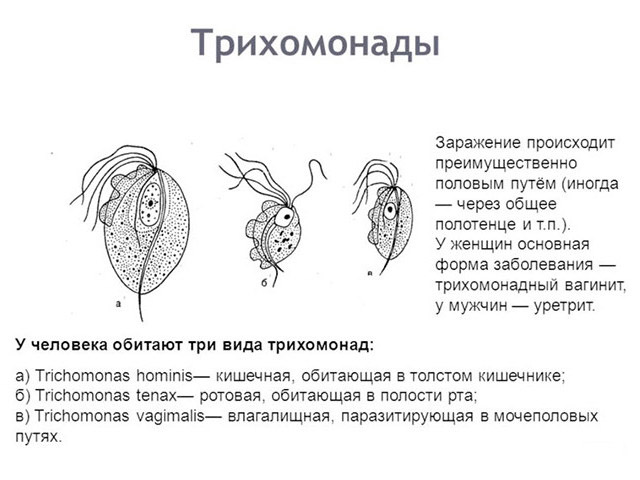 tanidazol-1.jpg
