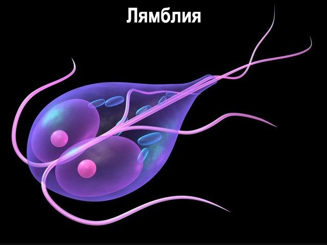 tanidazol-4.jpg