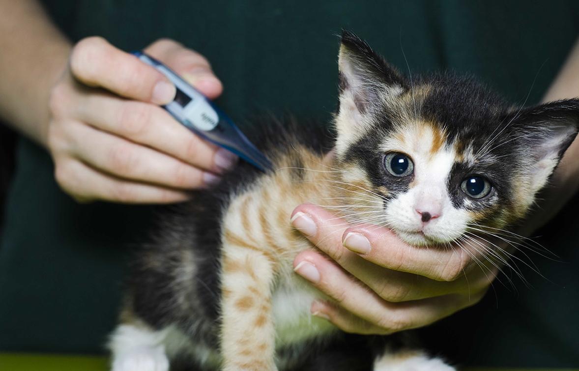 Повышенная температура у кошек