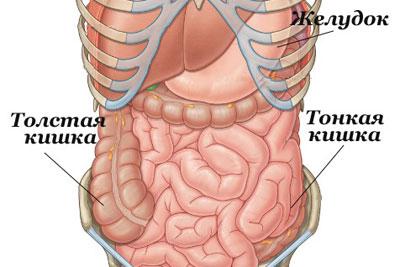 Строение кишечника